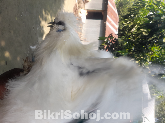 Silky & Cochin